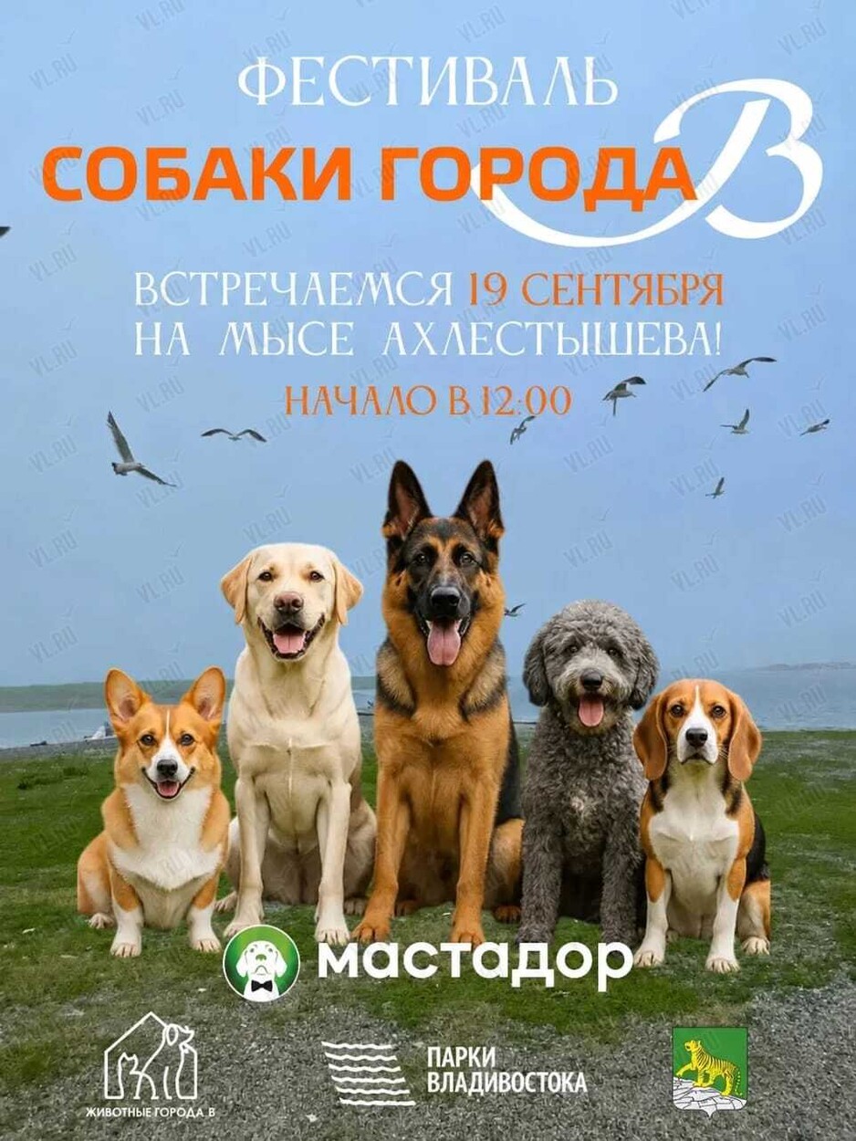 Фестиваль «Собаки города_В» (Бухта Ахлёстышева)