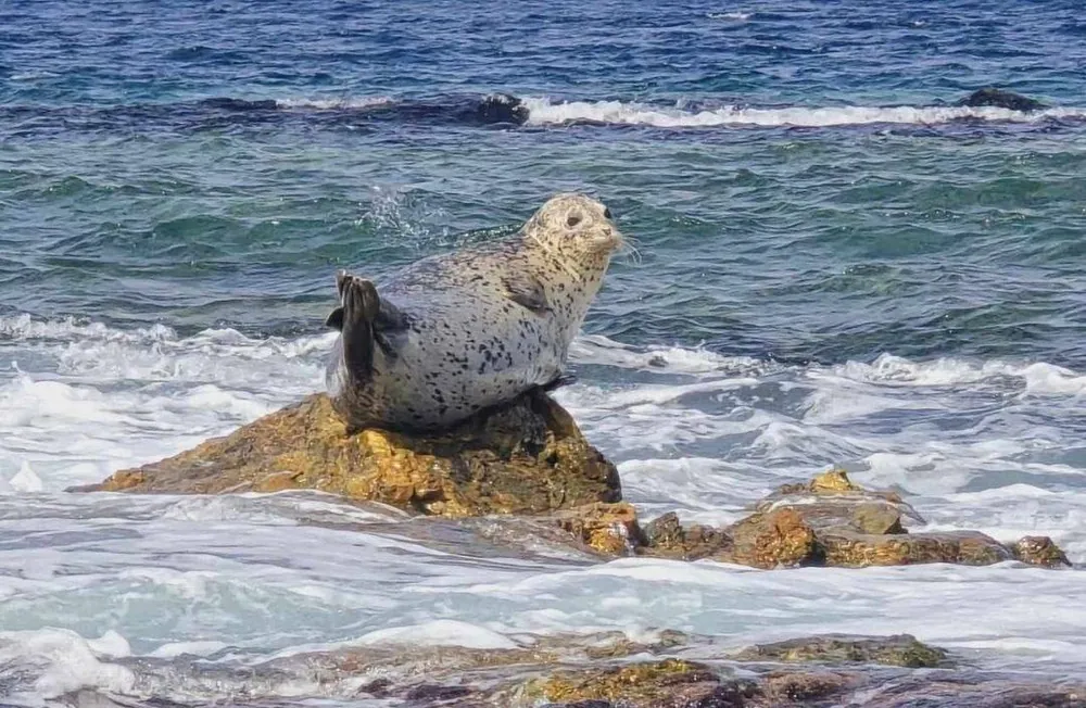 Корсар - компания по организации морских прогулок - фото 3
