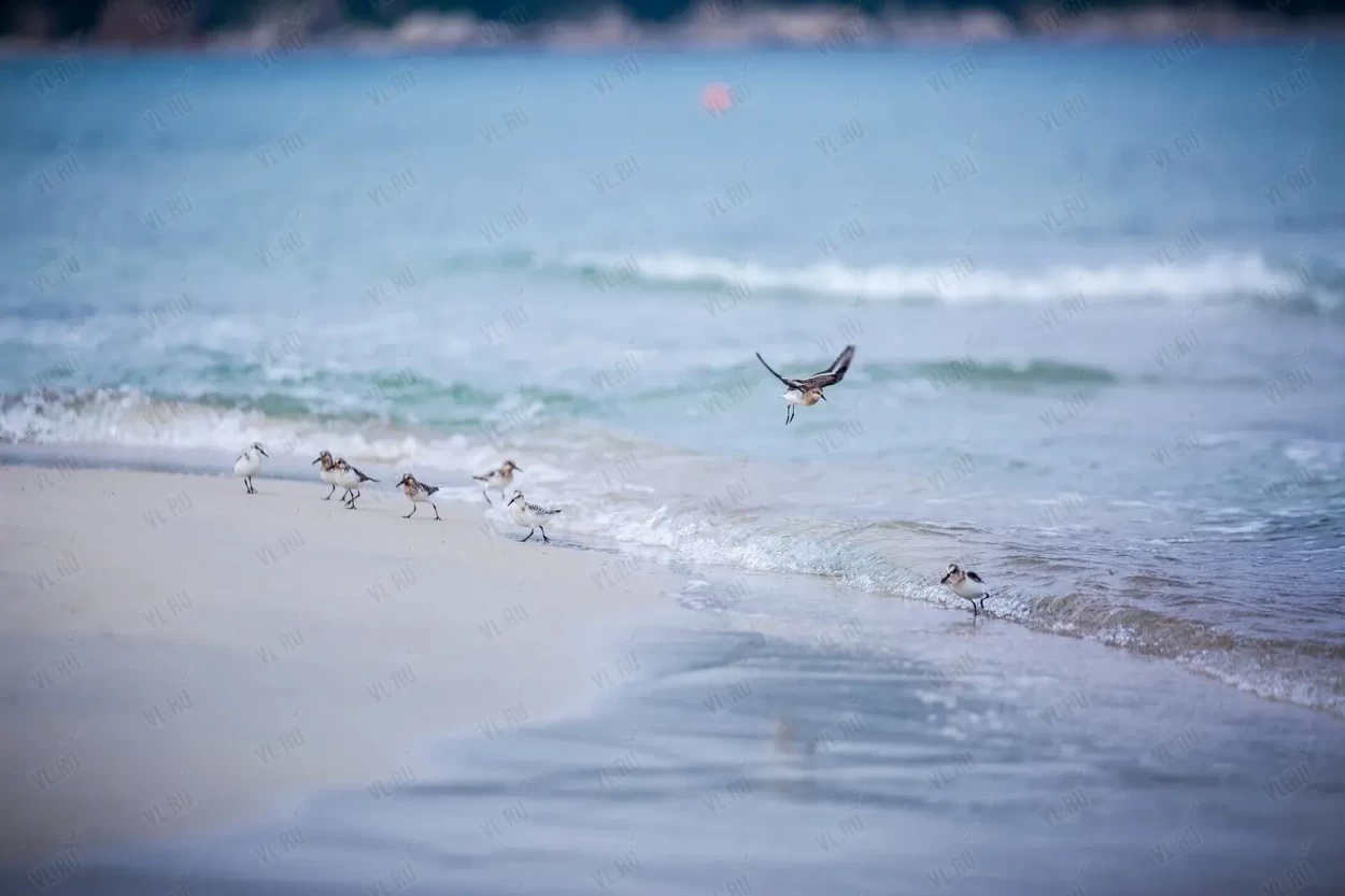 Тур «Долина Атлантов и бухта Спокойная» (Движение)