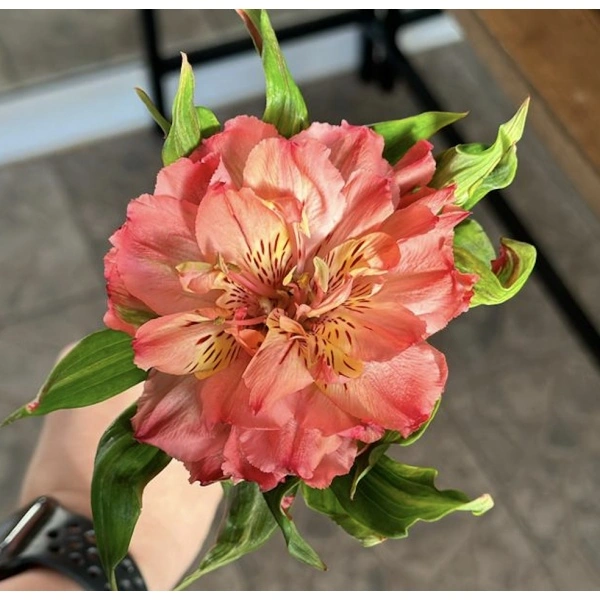 Flopost - фото 4