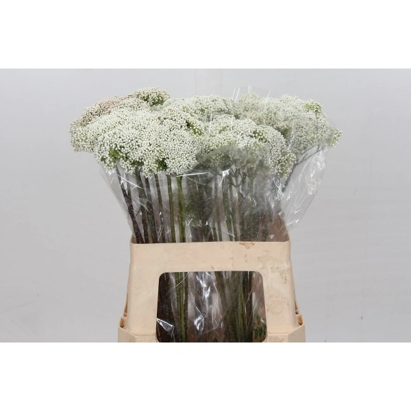 Flopost - фото 5