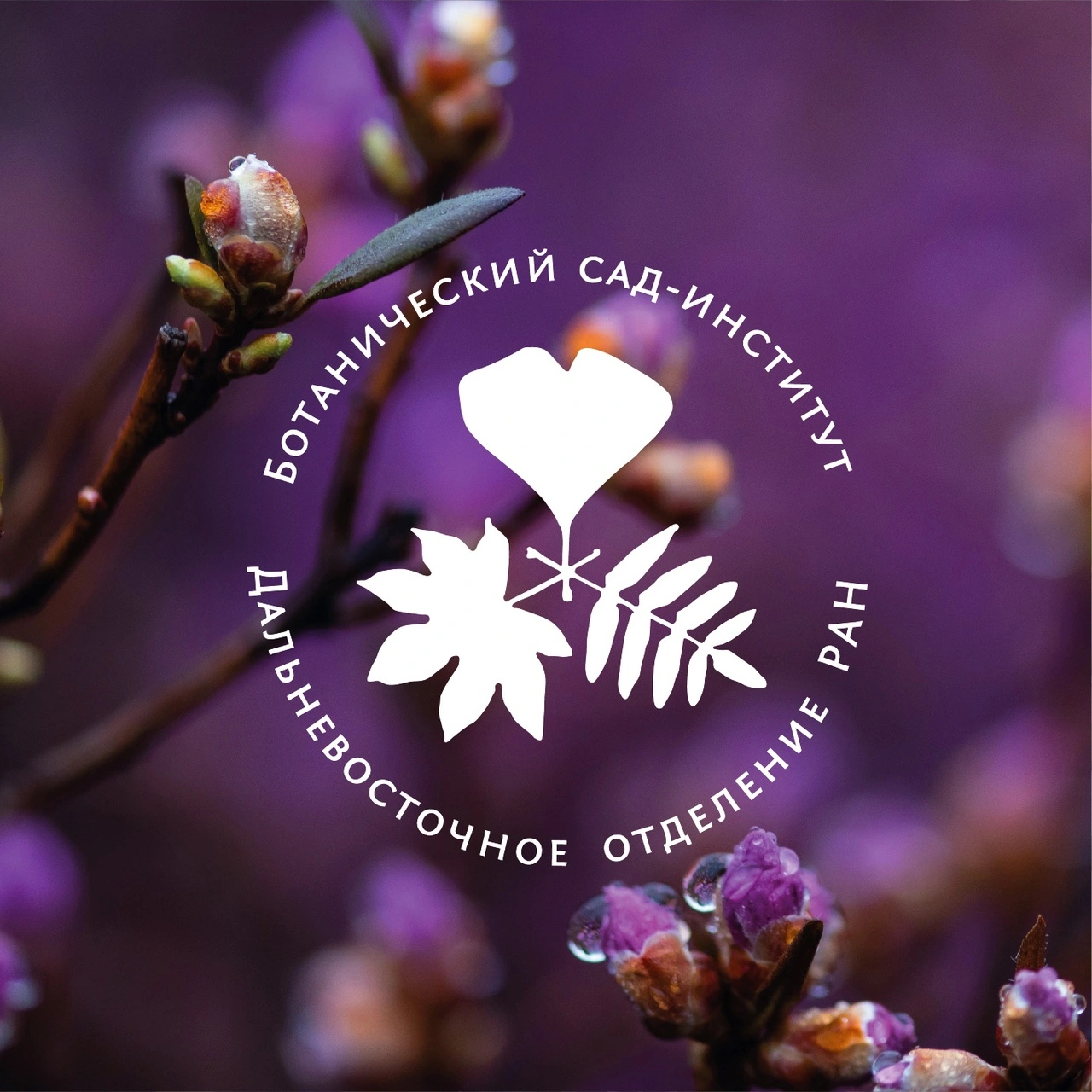 Ботанический сад-институт ДВО РАН